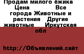 Продам милого ёжика › Цена ­ 10 000 - Все города Животные и растения » Другие животные   . Иркутская обл.